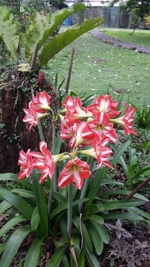 Greenhouse Loft Miravalles *
