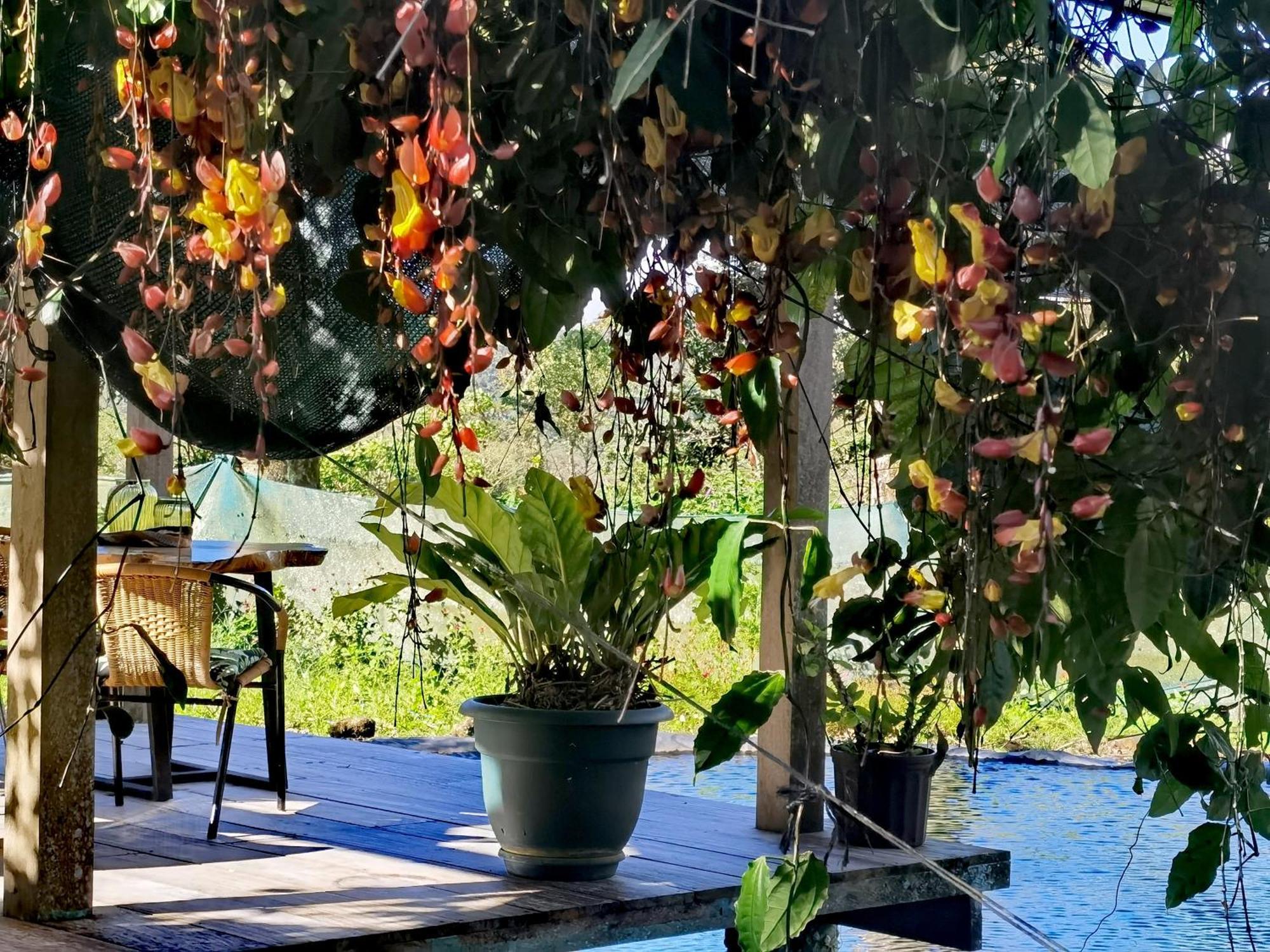 Greenhouse Loft Miravalles Chalet Aguas Claras (Alajuela)